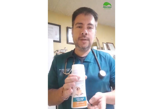 Los beneficios del Shampoo De Matico AllGreen por el Doctor Gorki Saenz del Quisco, 5ta Región.