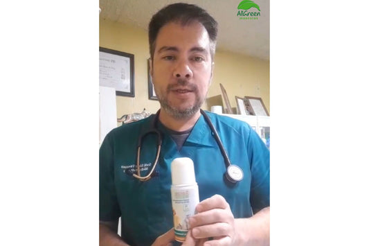 El destacado veterinario Gorki Saenz nos cuenta sobre su experiencia con el Spray de Matico de AllGreen