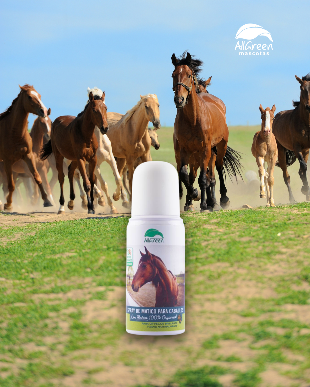 Spray de Matico para caballos 150 ml