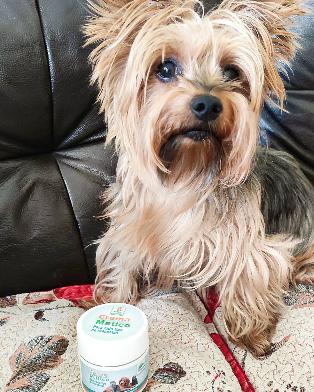 Crema cicatrizante de Matico para mascotas 60 ml