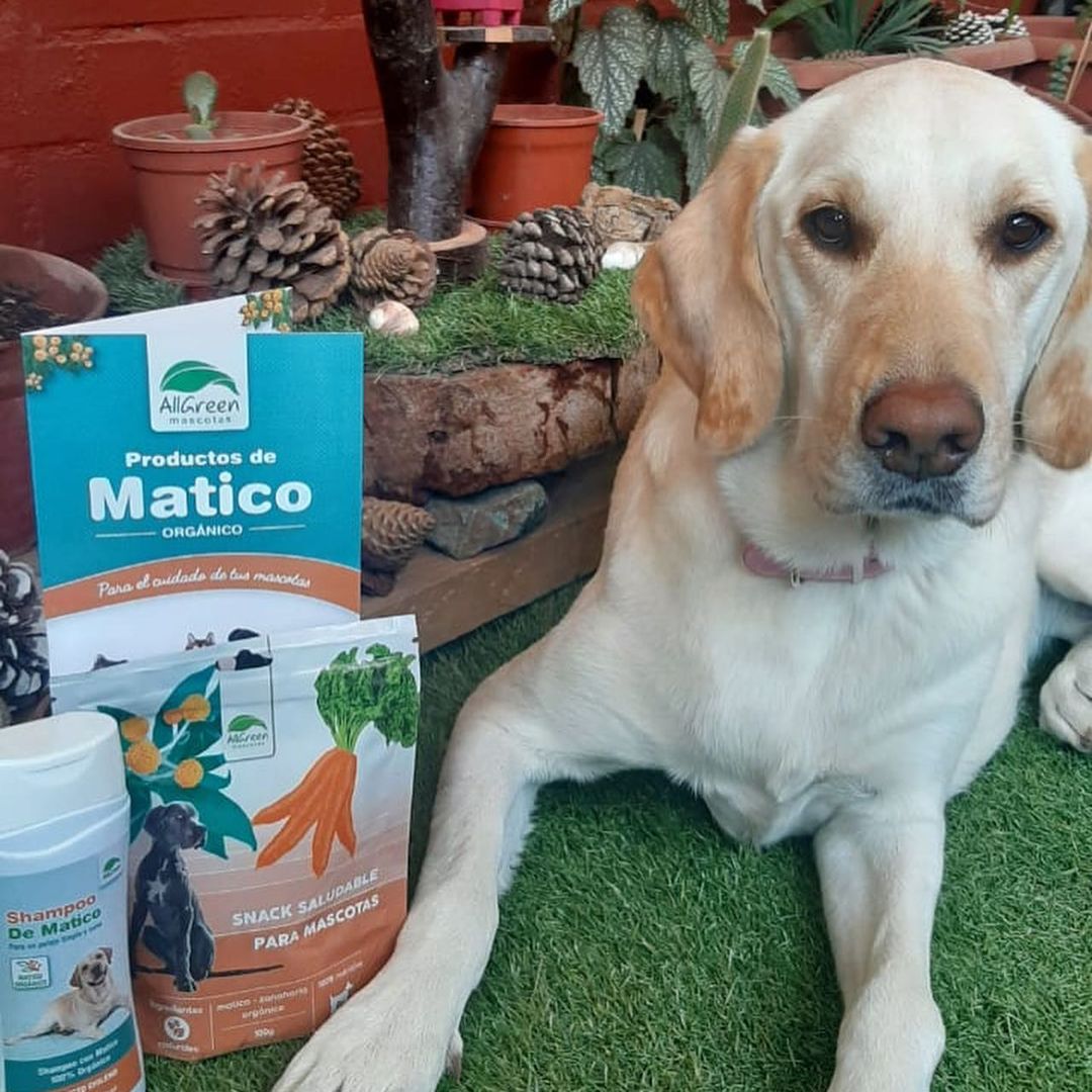 Pack: Shampoo de matico 300 ml + Spray de matico 150 ML