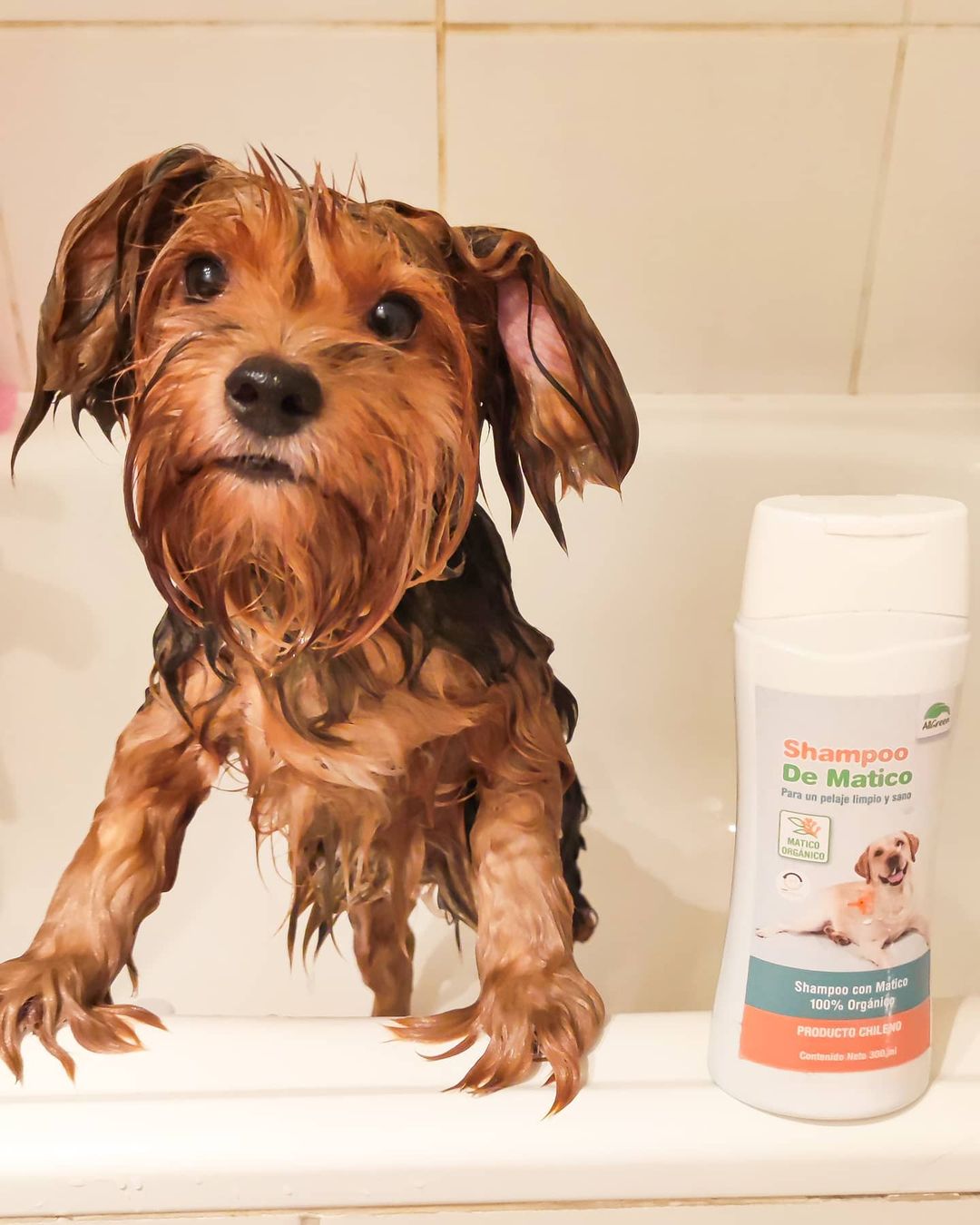 Pack: Shampoo de matico 300 ml + Jarabe de matico 250 ml