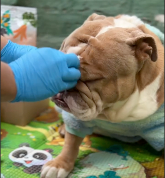 ¿Cómo Cuidar los Pliegues de tu mascota con nuestro Spray de Matico AllGreen?