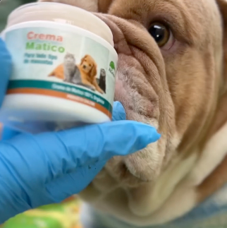 ¿Cómo hidratar los pliegues de tu mascota con nuestra Crema de Matico AllGreen ?